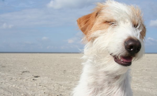 Hund im Urlaub an der Küste der Bretagne